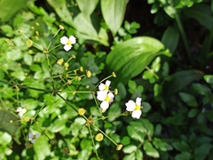 Alisma lanceolatum