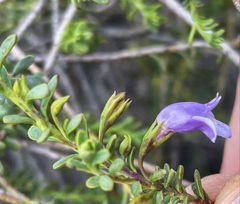 Eremophila weldii