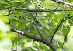 Phylloscopus coronatus