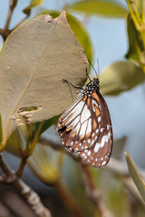 Danaus affinis