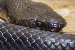 Cryptophis nigrescens