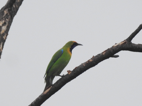 Golden-fronted Leafbird