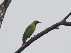 Chloropsis aurifrons