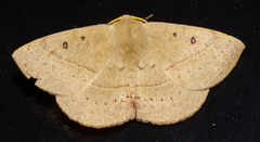 Anthela acuta
