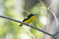 Ficedula zanthopygia