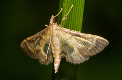 Marasmia