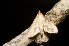 Marasmia