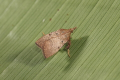 Galasa nigripunctalis