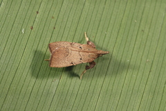 Galasa nigripunctalis