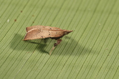 Galasa nigripunctalis