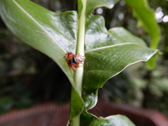 Thiania