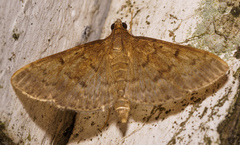 Herpetogramma licarsisalis