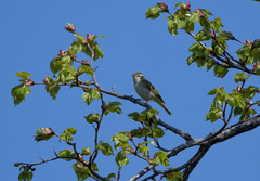 Phylloscopus coronatus