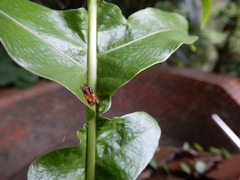 Thiania