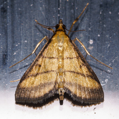 Cnaphalocrocis medinalis