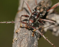 Aesiotyche favosa