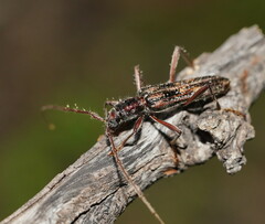 Aesiotyche favosa