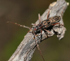 Aesiotyche favosa