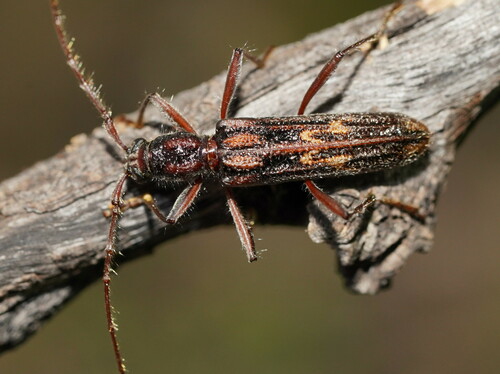 Aesiotyche