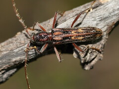 Aesiotyche favosa