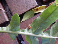 Thiania
