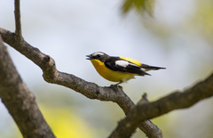 Ficedula zanthopygia