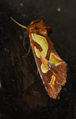 Cosmodes elegans
