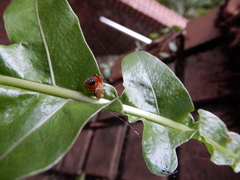 Thiania