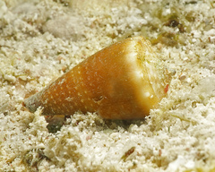 Conus muriculatus