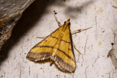 Cnaphalocrocis medinalis