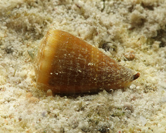 Conus muriculatus
