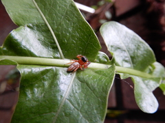 Thiania
