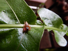 Thiania