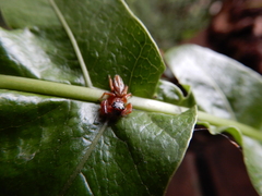Thiania