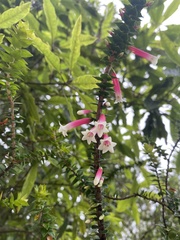 Epacris longiflora