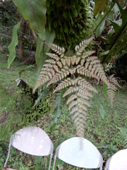 Davallia griffithiana