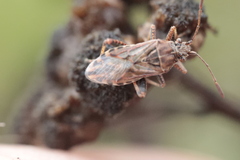 Stictopleurus abutilon