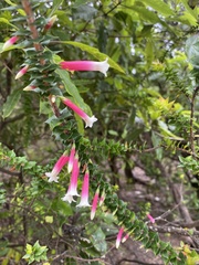 Epacris longiflora