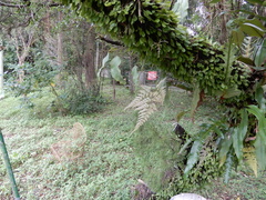 Davallia griffithiana