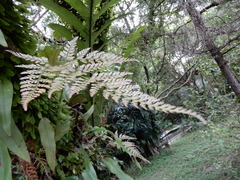 Davallia griffithiana