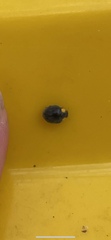 Apolinus lividigaster