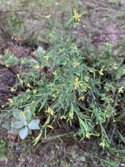 Wikstroemia indica