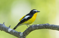 Ficedula zanthopygia