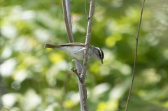 Phylloscopus coronatus