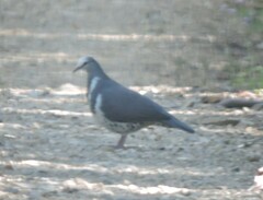 Leucosarcia melanoleuca