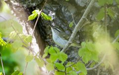 Phylloscopus coronatus