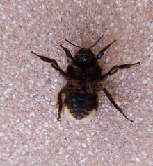 Bombus terrestris lusitanicus