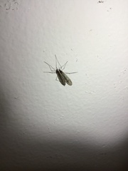 Trichocera
