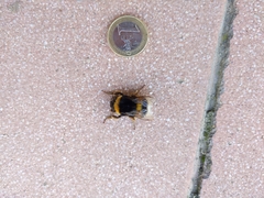 Bombus terrestris lusitanicus