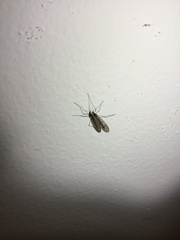 Trichocera